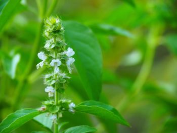 Close-up of white flowering plant