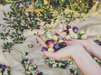 Cropped hands holding berries