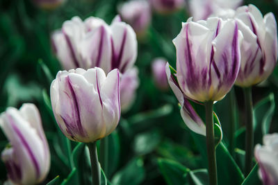 Close-up of purple tulips