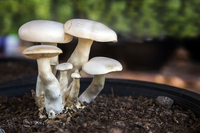 Close-up of mushroom growing on field