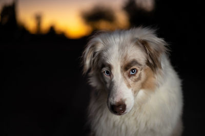 Dog posing for headshots with eyebrows done 