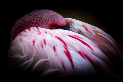Close-up of a bird