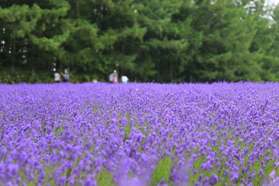 Purple flowers blooming on field in park