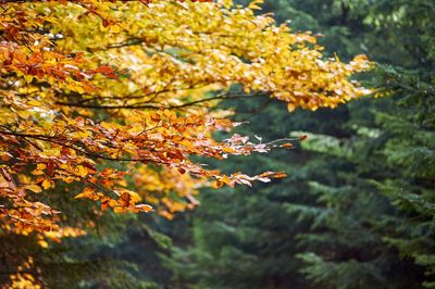 Close-up of maple leaves on tree during autumn