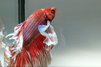 Siamese fighting fish, black backdrop, betta splendens, betta fish, half moon betta.