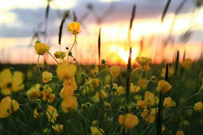 Close-up of yellow flowers blooming in field