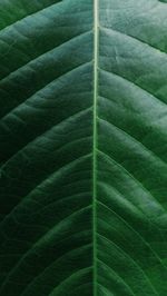 Full frame shot of green leaves