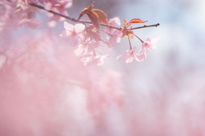 Close-up of pink cherry blossoms