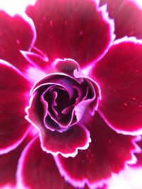 Close-up of rose blooming outdoors