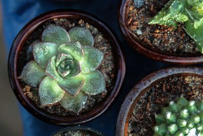 High angle view of succulent plant in bowl