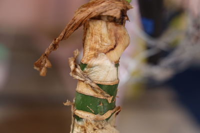 Close-up of wilted plant by tree