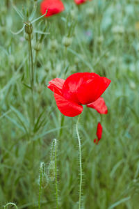 Close-up of red poppy flower on field