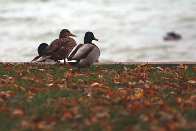 View of birds on beach