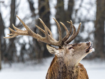 Close-up of a deer on snow