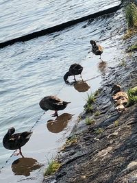 High angle view of ducks in lake