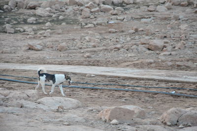 Dog standing on rock