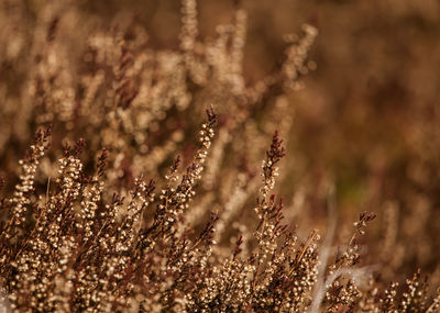 Close-up of flowering plants on field