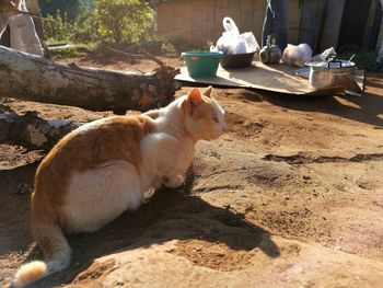Close-up of a cat looking away