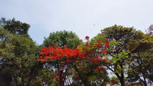 Low angle view of trees against sky