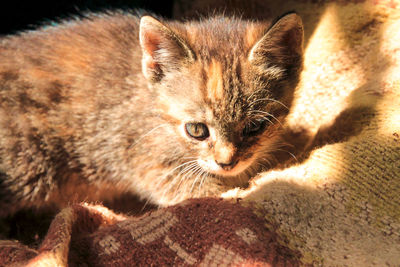 Close-up portrait of cat relaxing outdoors