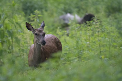 Deer in a field