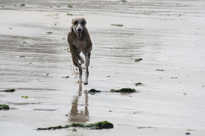 Dog running on wet sand at beach