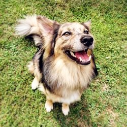 High angle portrait of a dog on field