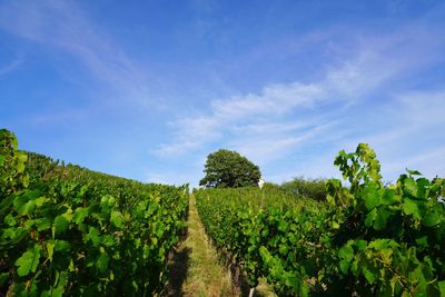 Vineyard against sky