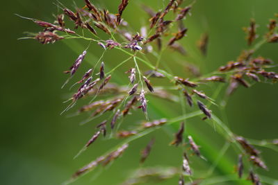 Close-up of fresh green plant