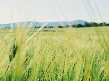 Scenic view of wheat field against sky