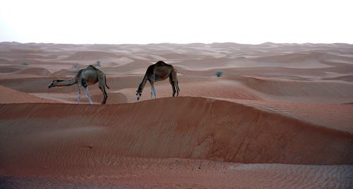 Camel in desert