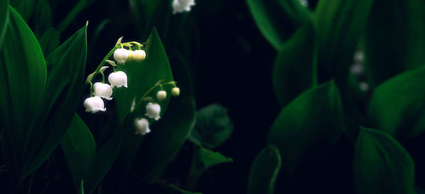 Close-up of white flowering plant