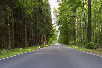 Road amidst trees in forest