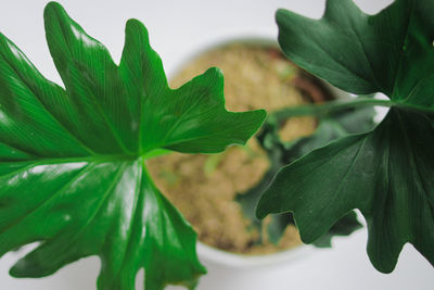 Close-up of green leaves