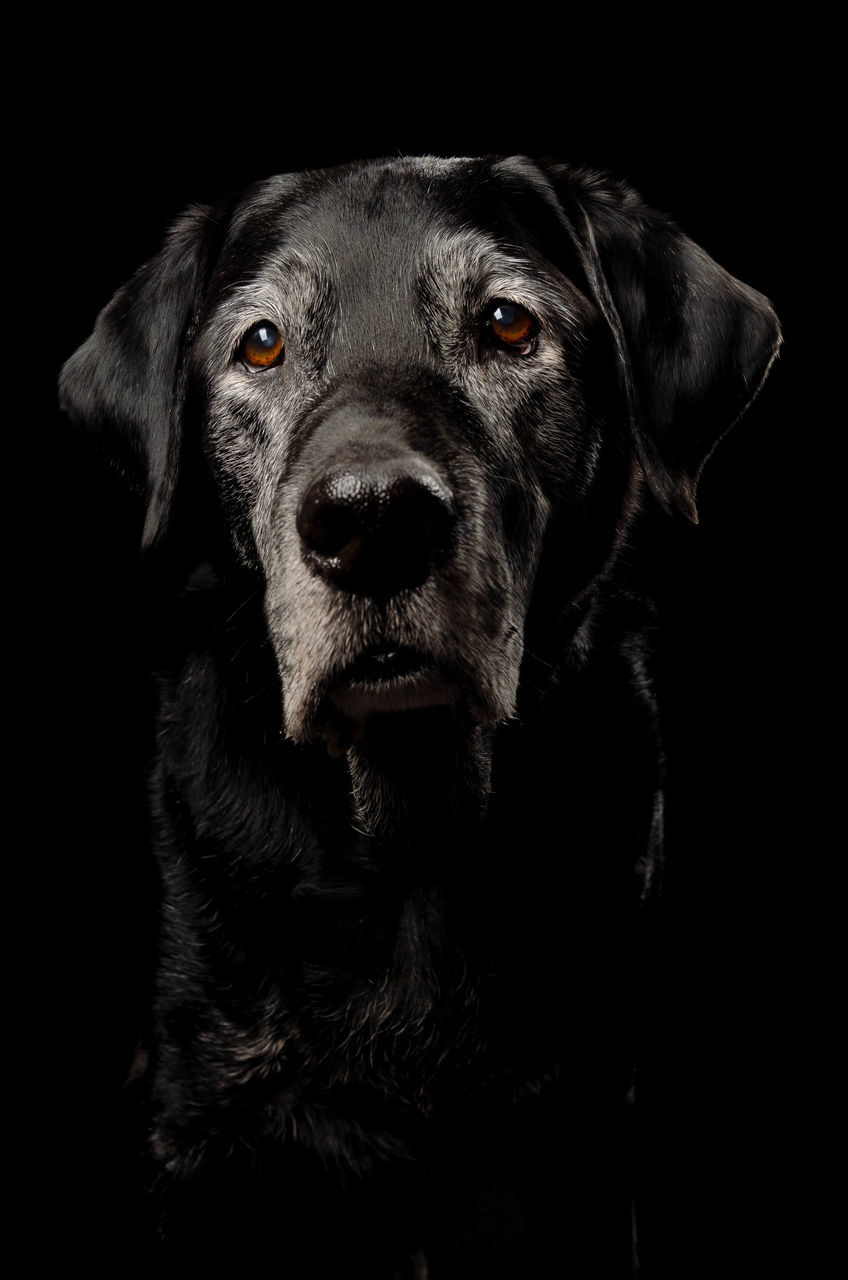 PORTRAIT OF BLACK DOG