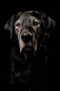 Close-up portrait of dog