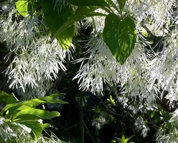 Close-up of plants