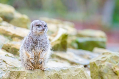 Close-up of meerkat