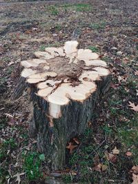 High angle view of mushroom growing on tree stump