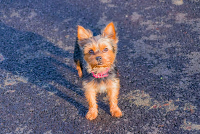 Portrait of puppy