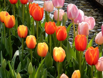 Close-up of colorful tulips on field