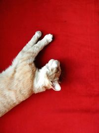 High angle view of cat sleeping against red background