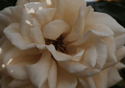 Close-up of rose blooming outdoors