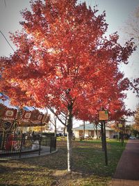 Trees against sky during autumn