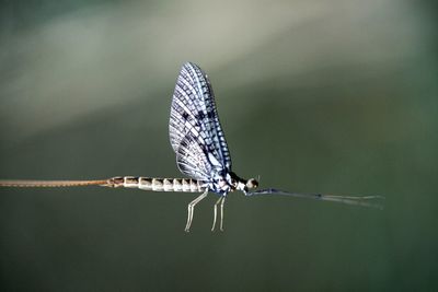 Close-up of insect