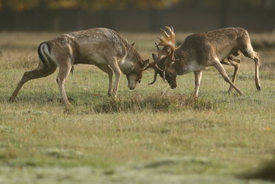 Reindeers fighting on land