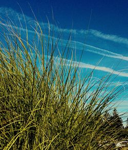 Plants growing on field against blue sky