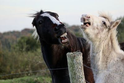 Horse in a field