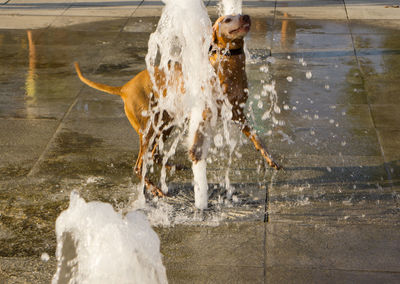 Dog jumping on water fountain 