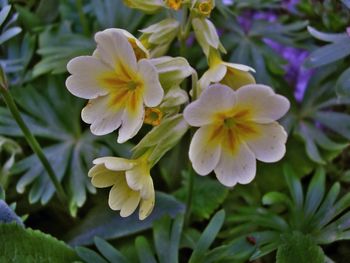 Close-up of flowers blooming outdoors